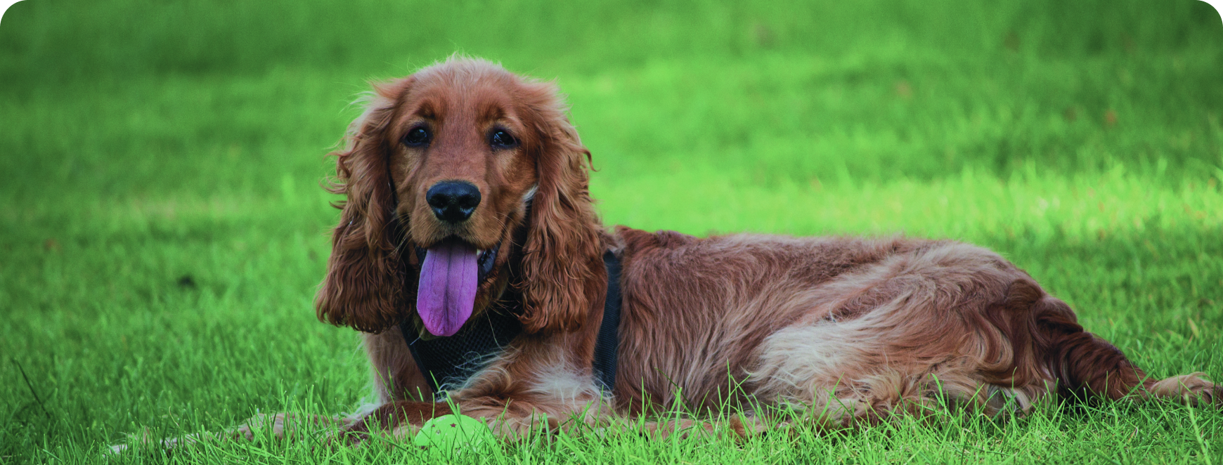 sings-dog